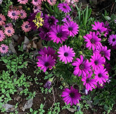 Christen & Friends Logo_Half-Circle